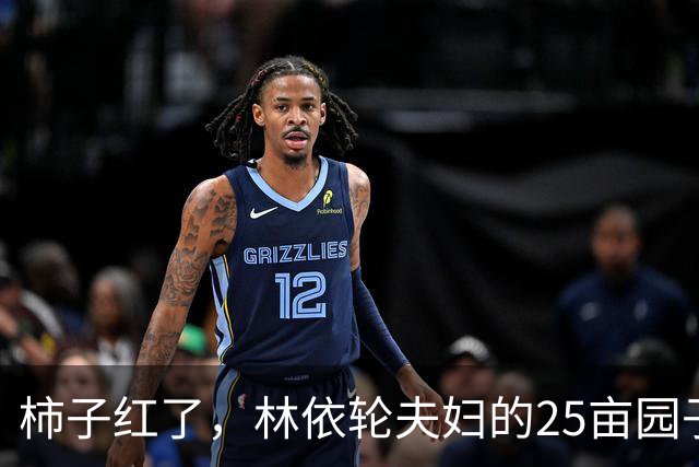 柿子红了，林依轮夫妇的25亩园子火了，这才是神仙日子！